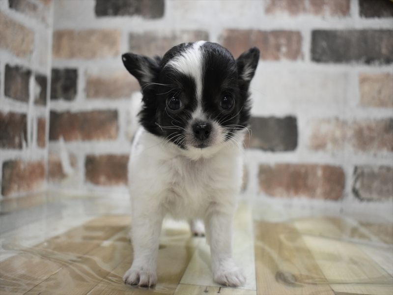 チワワ - 沼津店 | ペッツワン